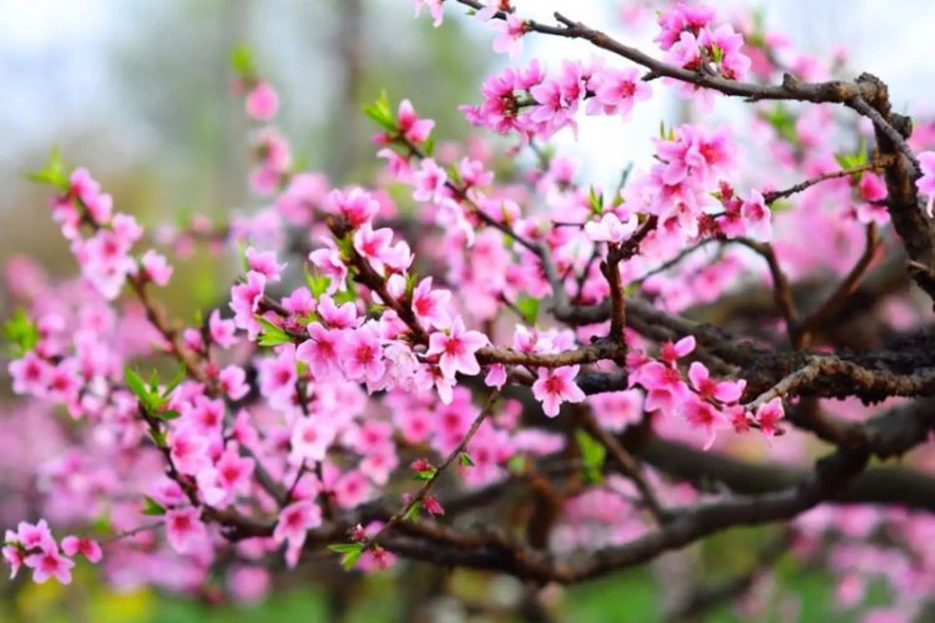hoa đào ngày tết