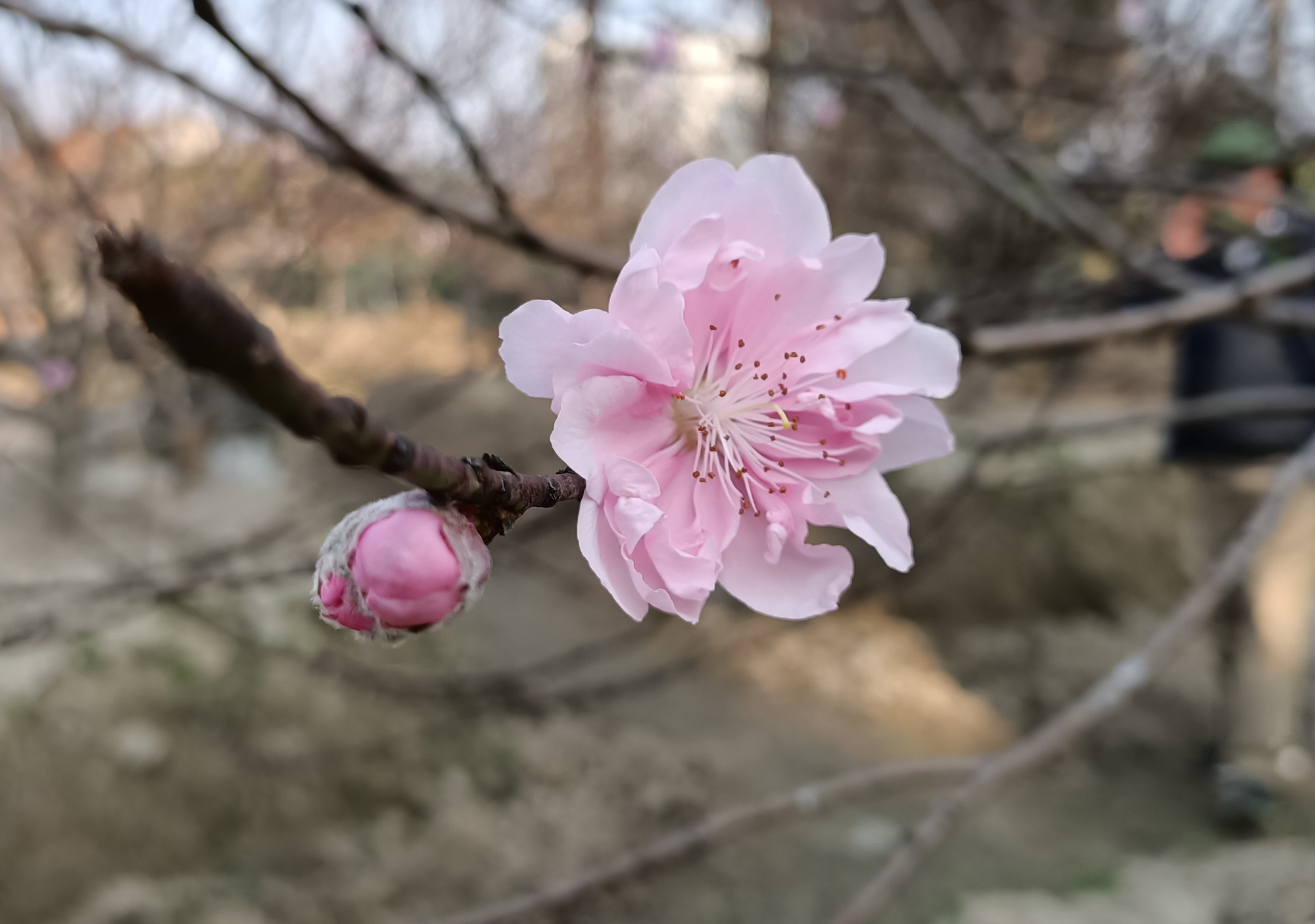 hoa đào ngày tết