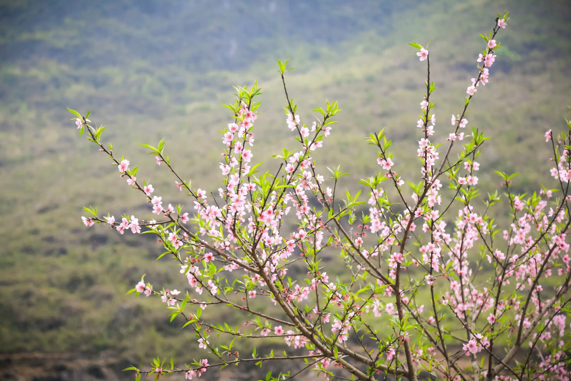 hoa đào ngày tết