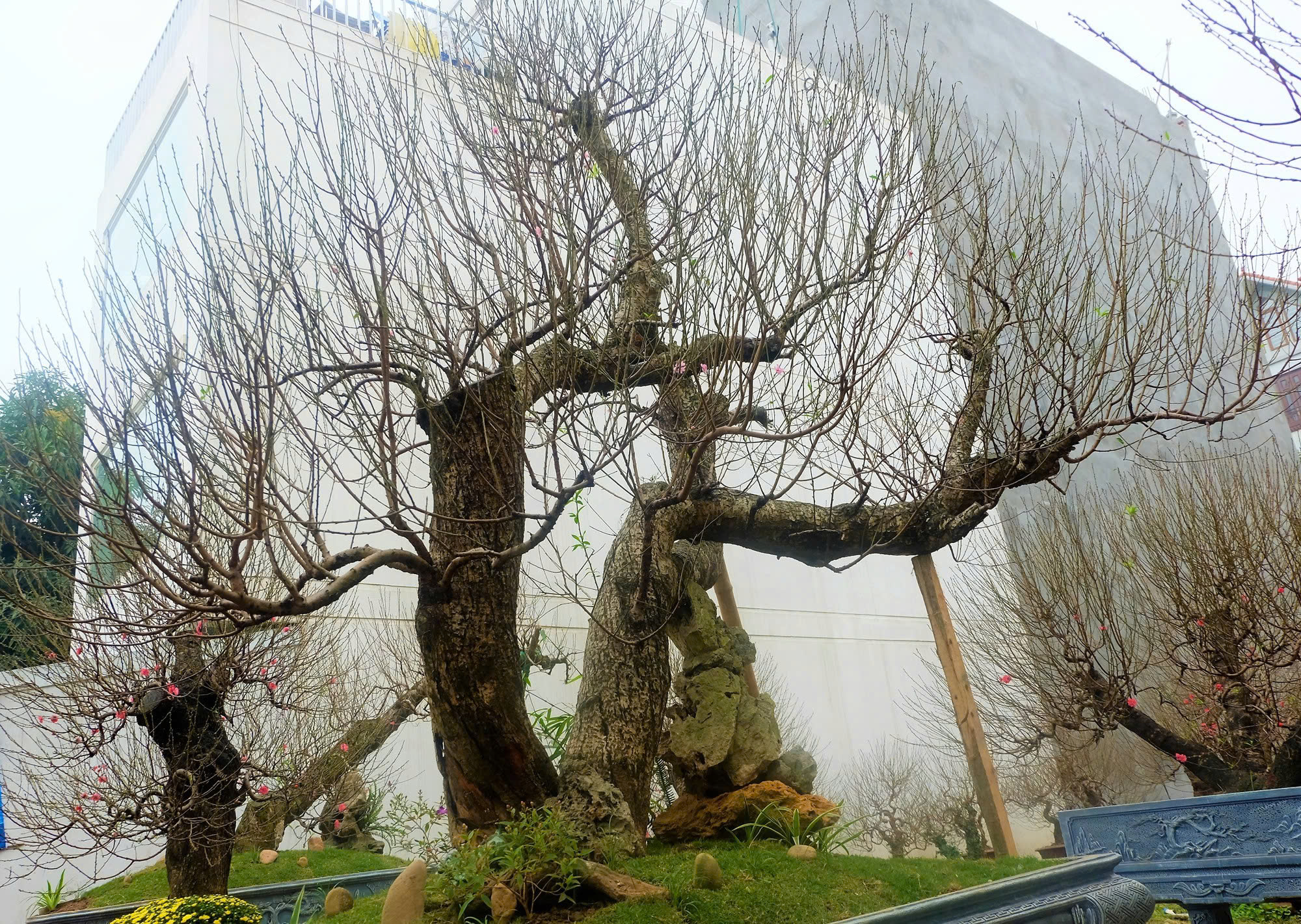 hoa đào ngày tết