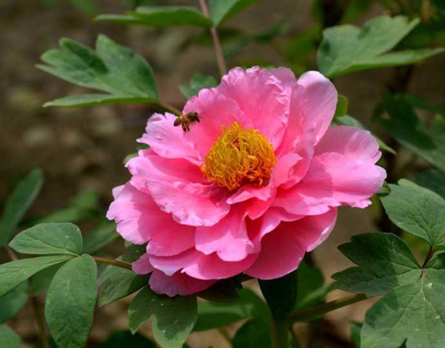 hoa mẫu đơn