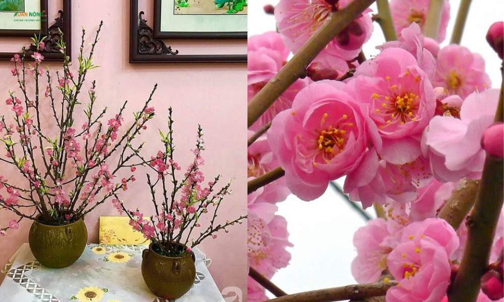 hoa đào ngày tết