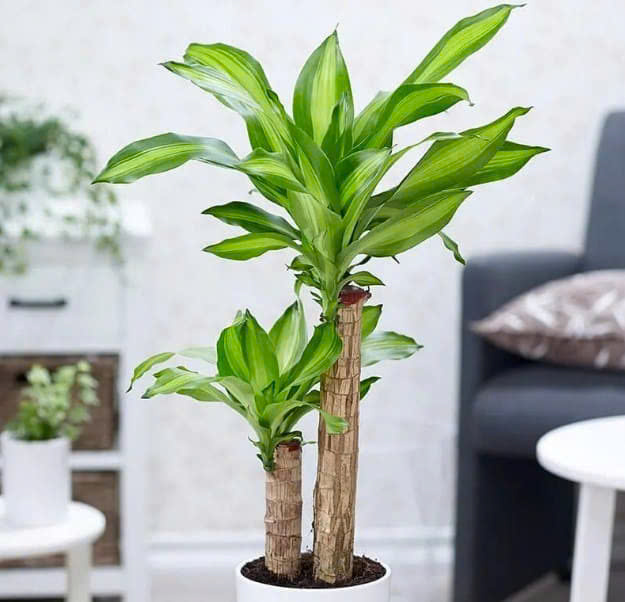 mệnh mộc trồng cây gì