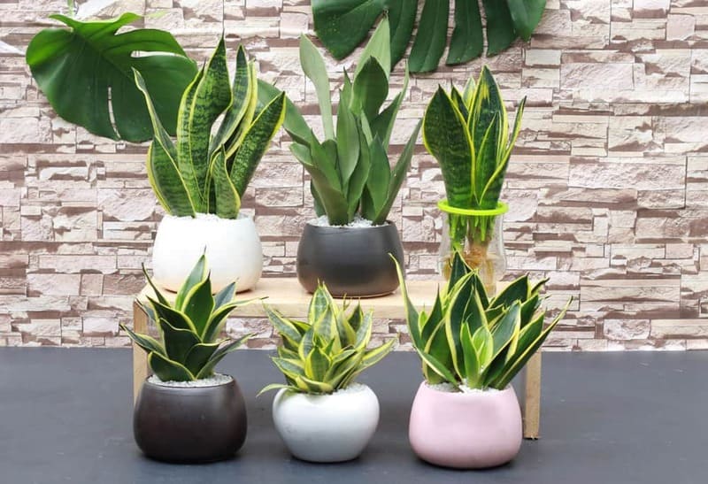 mệnh thủy trồng cây gì