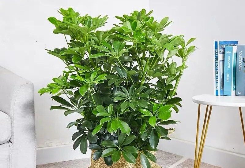 mệnh hỏa trồng cây gì