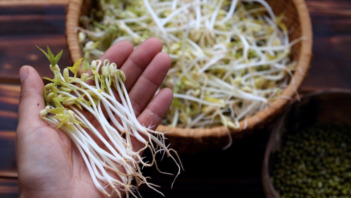 cách làm giá đỗ