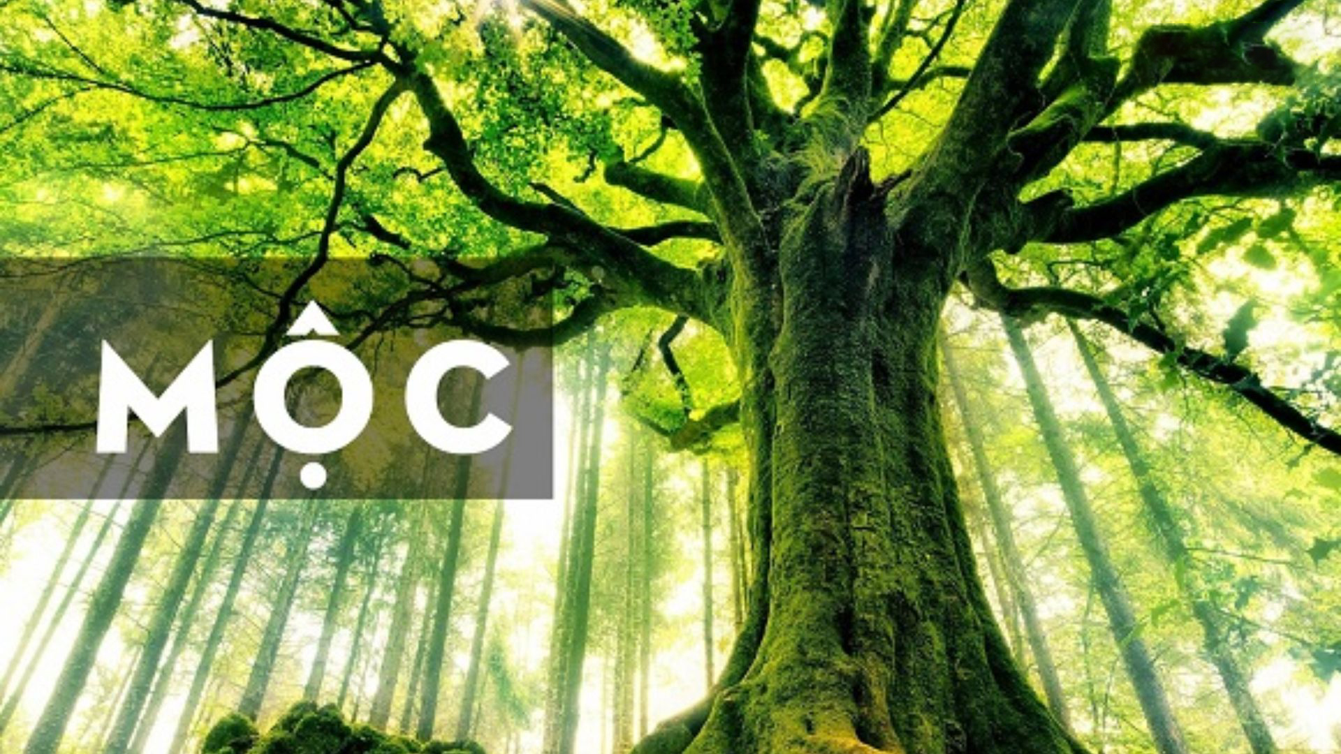 mệnh mộc trồng cây gì