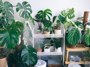 mệnh mộc trồng cây gì