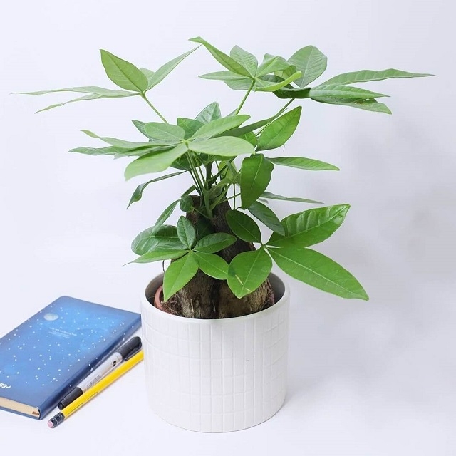 mệnh mộc trồng cây gì