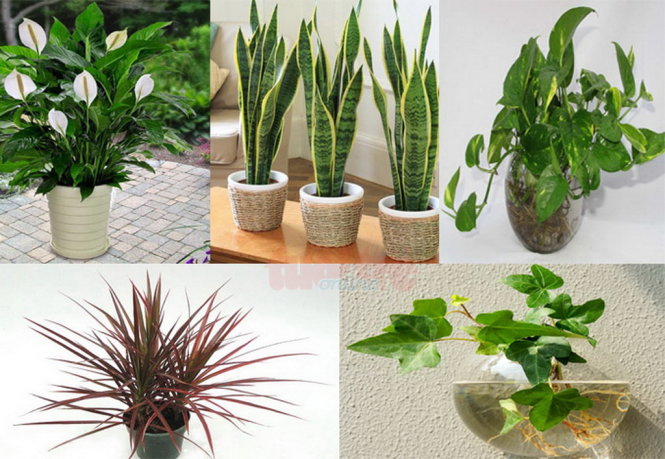 mệnh thủy trồng cây gì