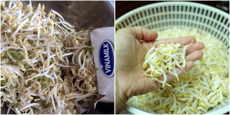 cách làm giá đỗ