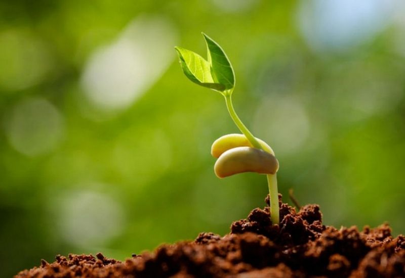 có mấy phương pháp chọn tạo giống cây trồng