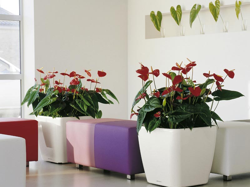 mệnh hỏa trồng cây gì