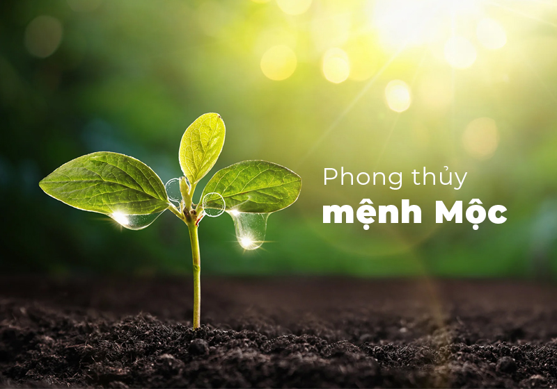 mệnh mộc trồng cây gì
