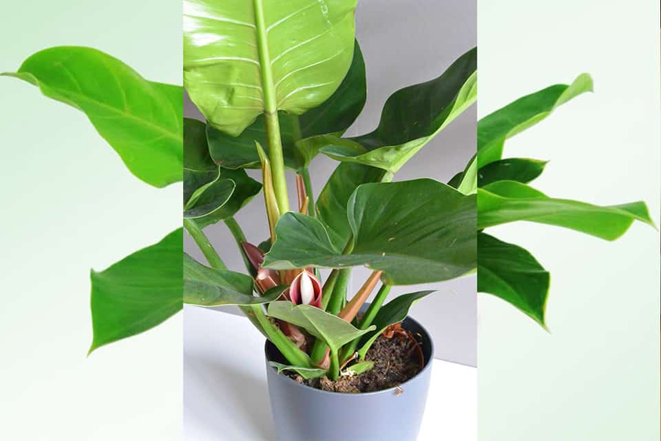 cây trầu bà đế vương