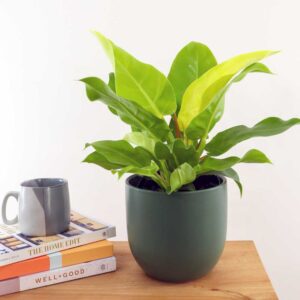 cây trầu bà đế vương